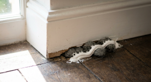 Comment se débarrasser des souris dans une maison